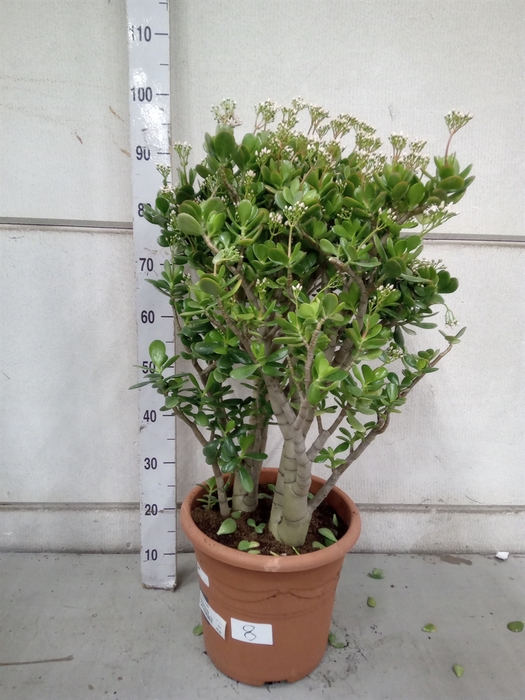 <h4>Crassula ovata</h4>