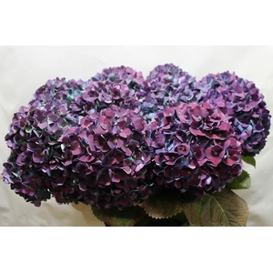 HYDR M CH PIMPERN CL