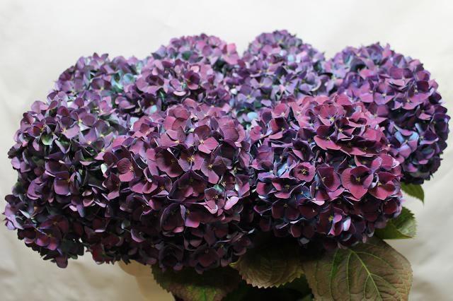 <h4>HYDR M CH PIMPERN CL</h4>