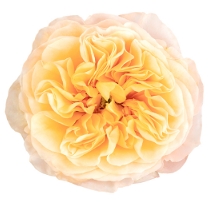 <h4>R Gr kings cross Peach 40cm EC</h4>