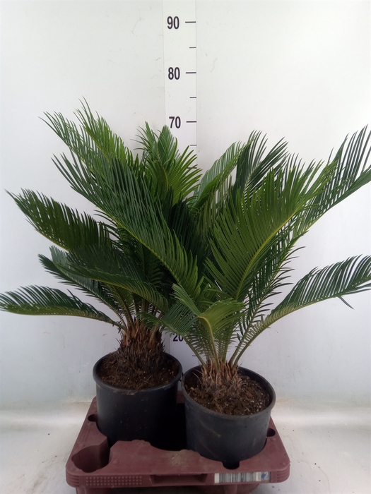 <h4>Cycas revoluta</h4>