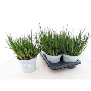 JUNC ENSIFOLIUS
