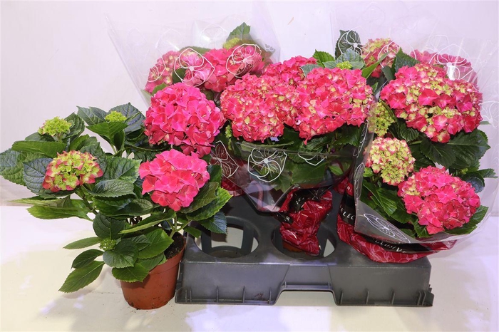 <h4>arr8 Hydr M Grumpy</h4>