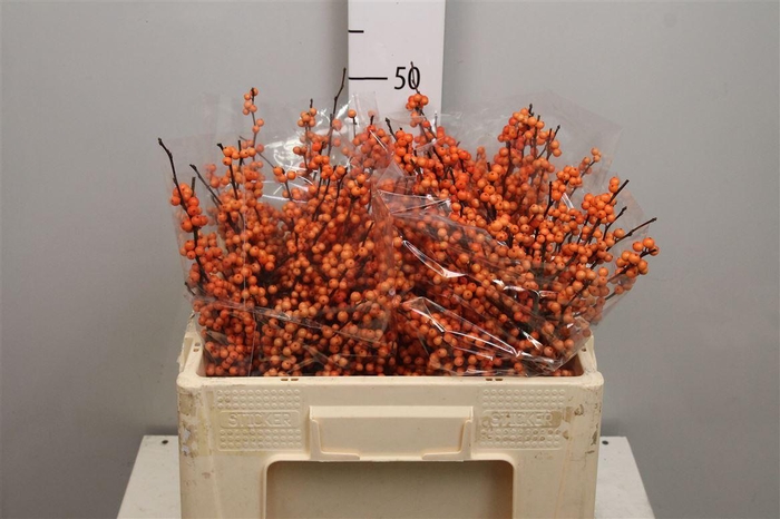 <h4>Ilex Ve Winter Gold</h4>