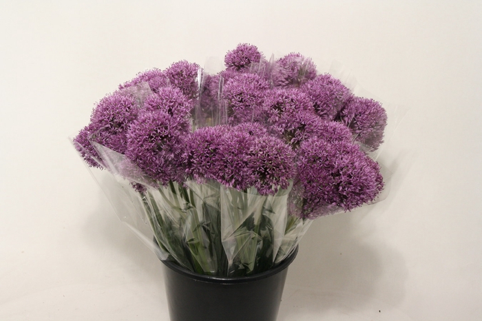 <h4>Mono Allium Gladiator x5</h4>