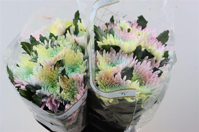 <h4>Chr G Kbh Topspin Soft Rainbow</h4>