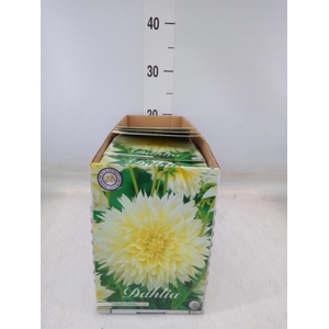 Dahlia   ...flowerbulbs