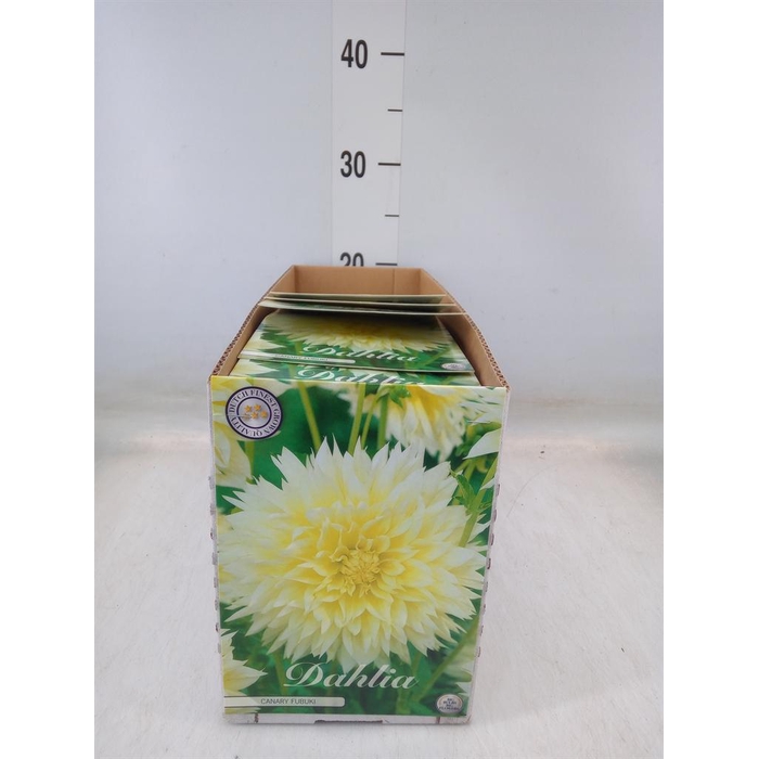 <h4>Dahlia   ...flowerbulbs</h4>