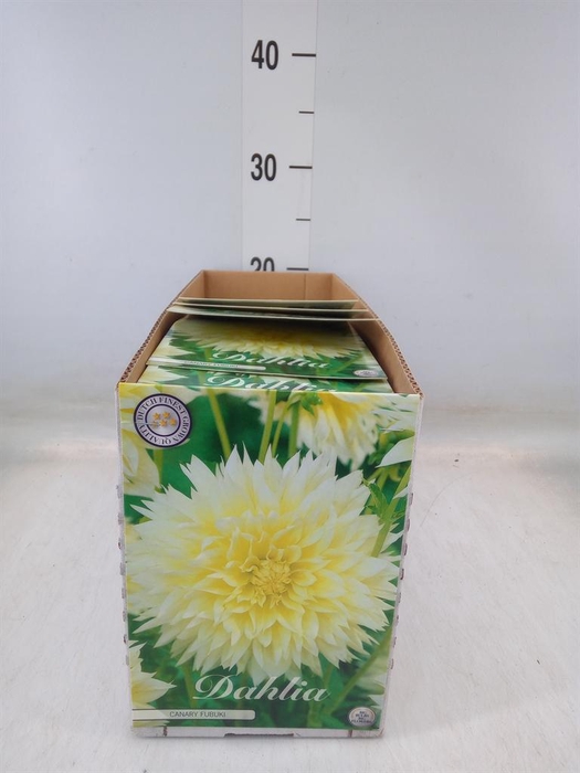 <h4>Dahlia ...flowerbulbs</h4>