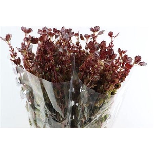 SNIJBLOEMEN KLB H%