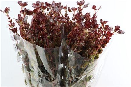 <h4>SNIJBLOEMEN KLB H%</h4>