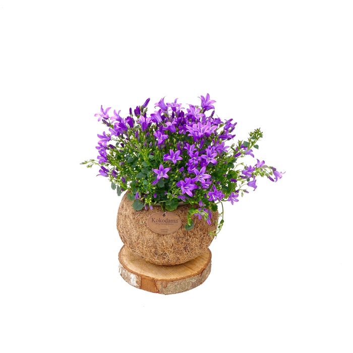 <h4>Kokodama 15 cm Trunk Campanula Ambella 'Addenda'</h4>