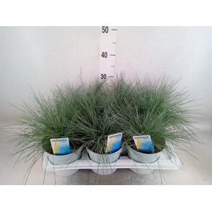 Festuca glauca 'Intens Blue'