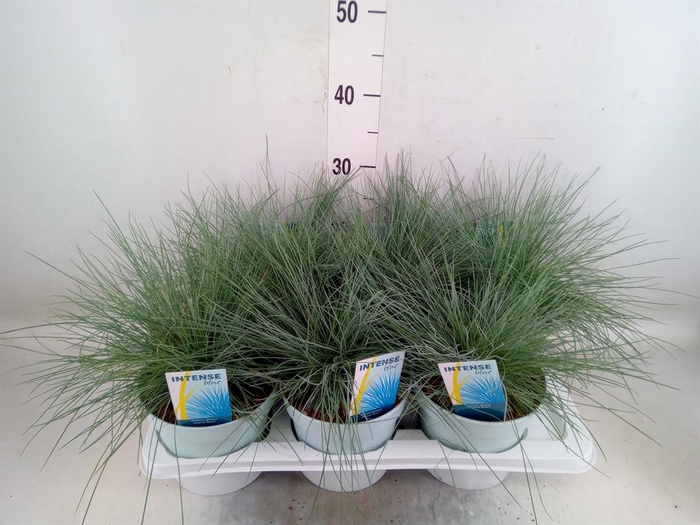 <h4>Festuca glauca 'Intens Blue'</h4>