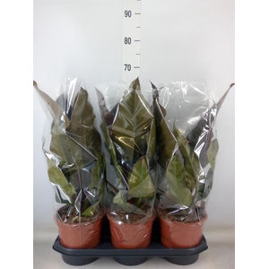 Philodendron  'Imperial Red'