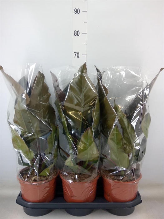 <h4>Philodendron  'Imperial Red'</h4>