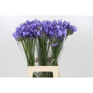 Agapanthus Blue Heaven
