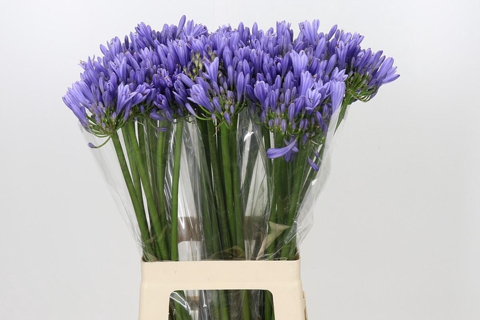 <h4>Agapanthus Blue Heaven</h4>
