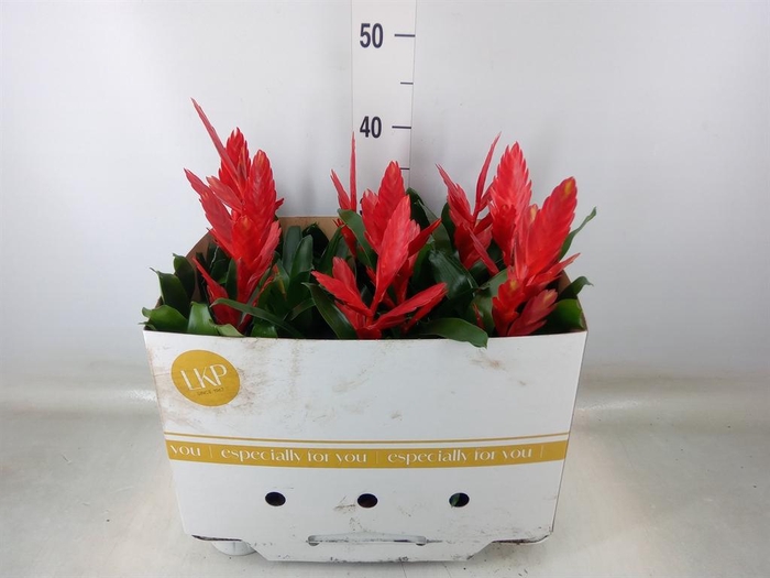 <h4>Vriesea  'Twinkle'</h4>