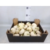 Cucurbita pepo 'Baby Boo'