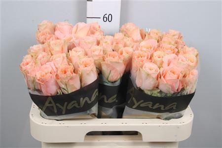 <h4>R Gr Charming Reeva</h4>
