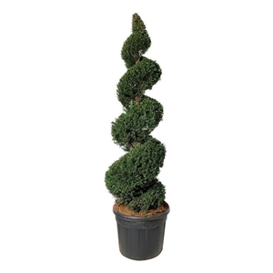 Taxus baccata