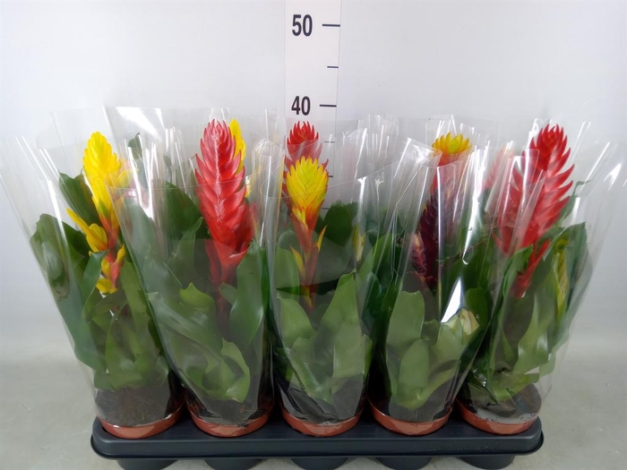 <h4>Vriesea   ...mix 6</h4>