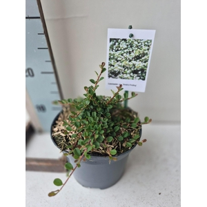 Cotoneaster procumbens Streibs Findling