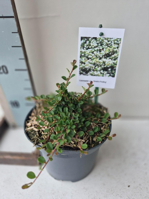 <h4>Cotoneaster procumbens Streibs Findling</h4>