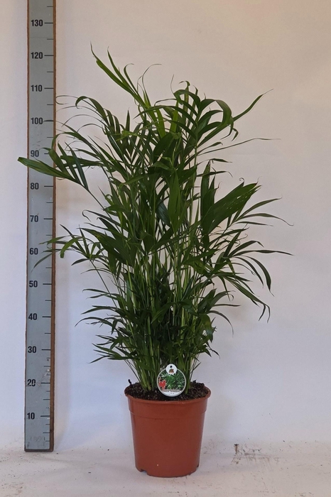 <h4>DYPSIS LUTESCENS</h4>