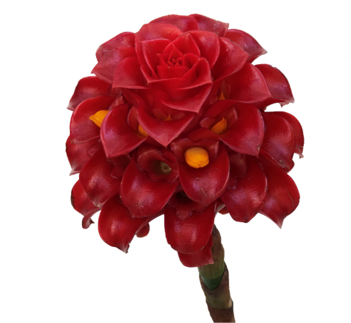 <h4>Night Torch</h4>