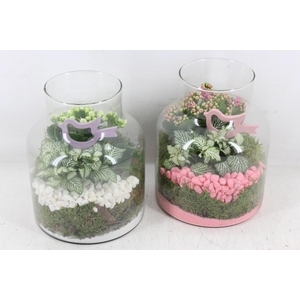 arr2 PL - Glas Alexandra - roze/wit