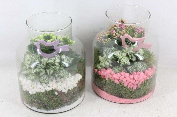 <h4>arr2 PL - Glas Alexandra - roze/wit</h4>