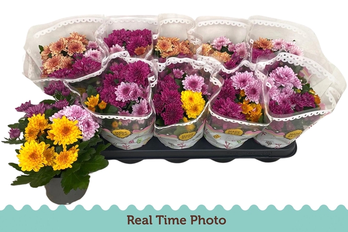 <h4>CHRYS GEM IN POT</h4>