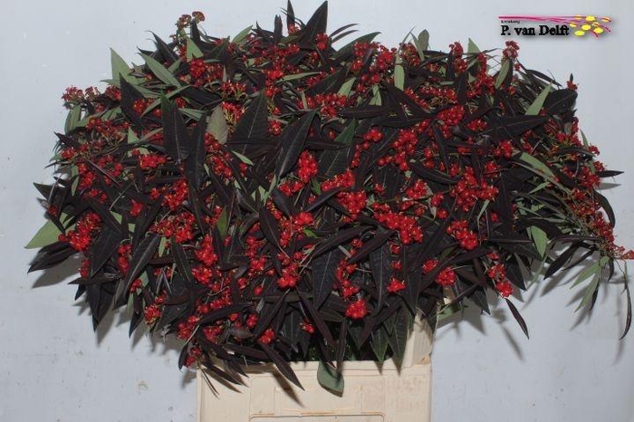 <h4>EUPH F T K SAMTROT</h4>