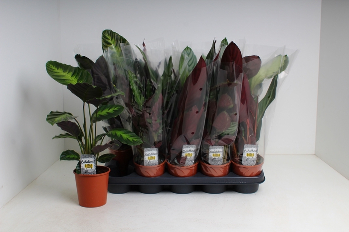 arr8 Calat Gem 4 Srt