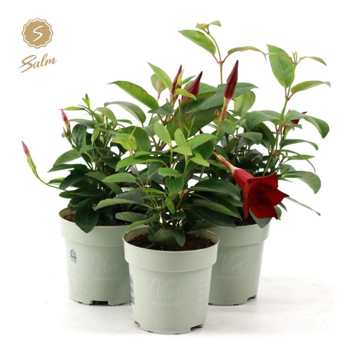 <h4>Viva Mandevilla P10</h4>