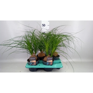Beaucarnea recurvata