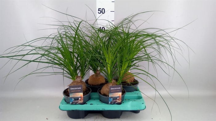 <h4>Beaucarnea recurvata</h4>