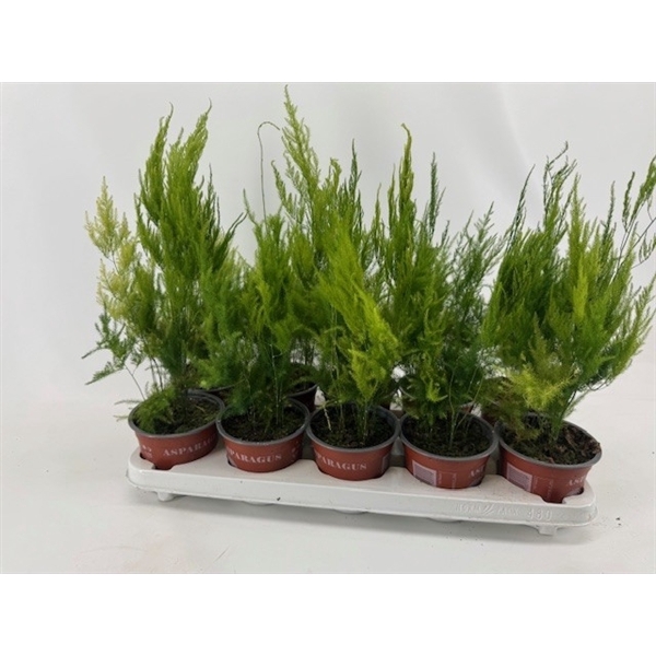 <h4>Asparagus Pyramidalis</h4>