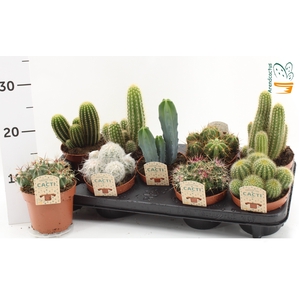 CACTUS GEM