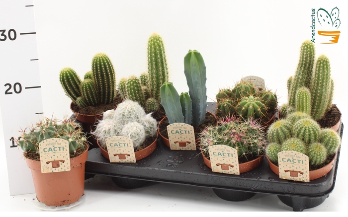 <h4>CACTUS GEM</h4>