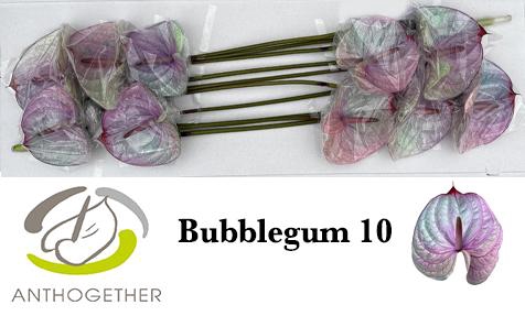 <h4>Anthurium Anth A Ov Klb H</h4>