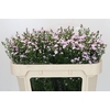 Aster Baby Parade