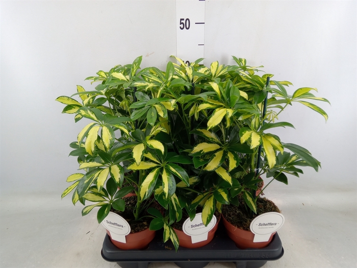 <h4>Schefflera arbor. 'Gerda'</h4>