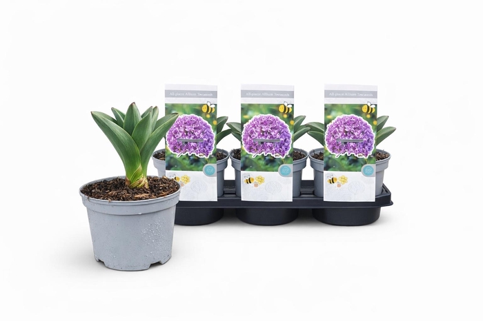 <h4>ALLI GIGANTEUM</h4>