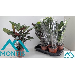 KAMERPL GEM GR 8 SRT