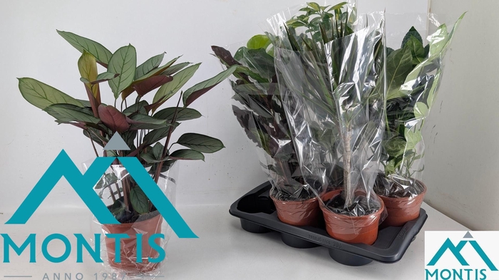 <h4>KAMERPL GEM GR 8 SRT</h4>