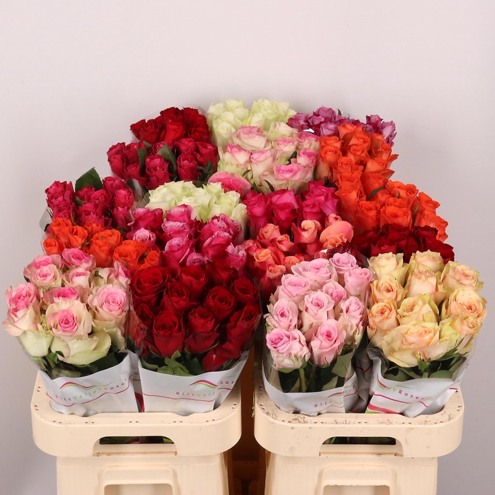 <h4>R GR GEM IN FUST</h4>