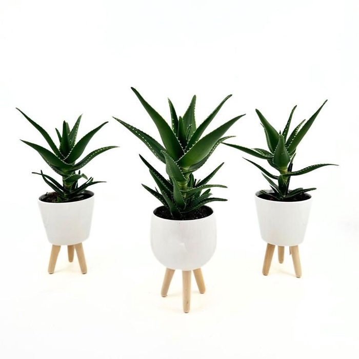 <h4>ALOE MITRIFORMIS p12</h4>